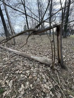 Gardens & Trees Landscaping