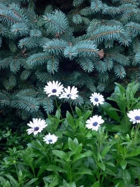 Local landscape design for residential properties across Needham, MA - Gardens 2 Go