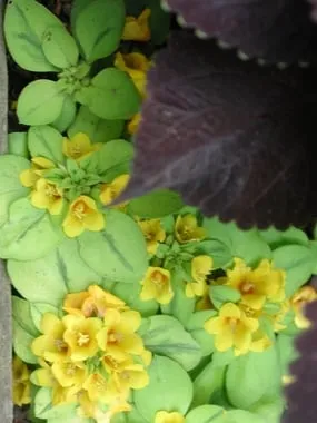 Top-rated garden landscaping with custom design across Needham, MA - Gardens 2 Go