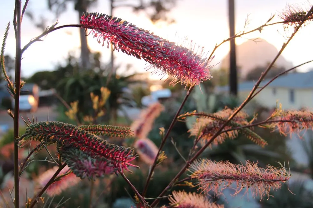 Reliable garden landscaping experts serving Morro Bay, CA - Gardens by Gabriel