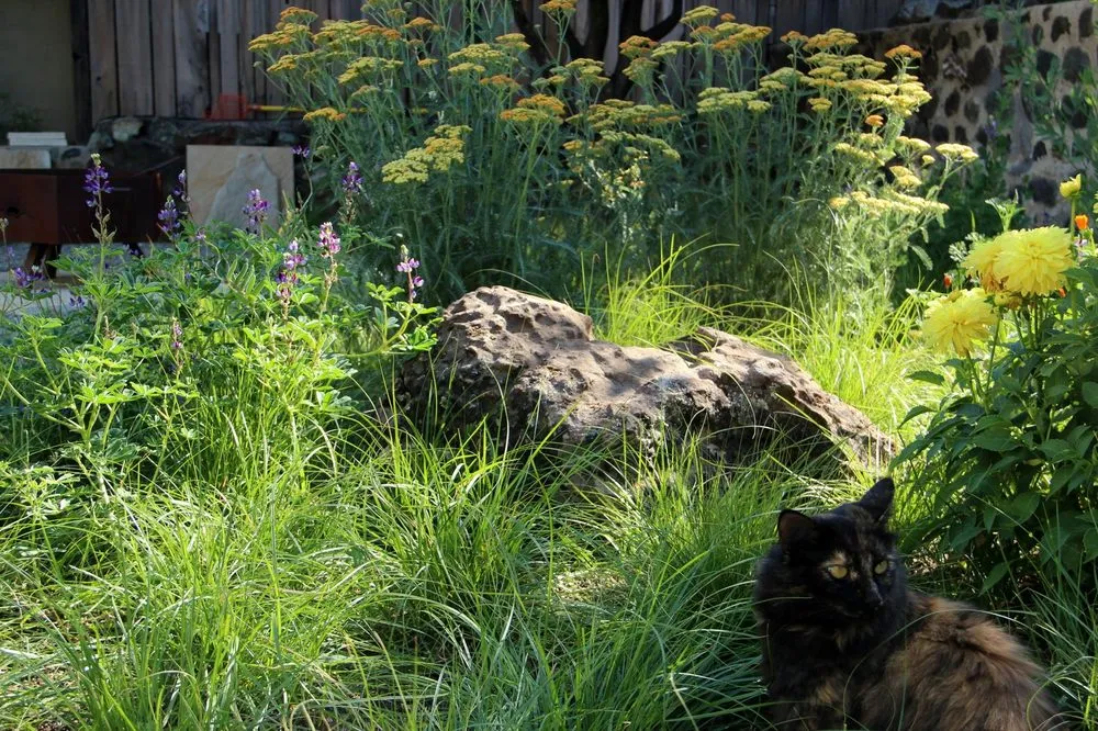 Affordable yard cleanup service for homes in Morro Bay, CA by Gardens by Gabriel