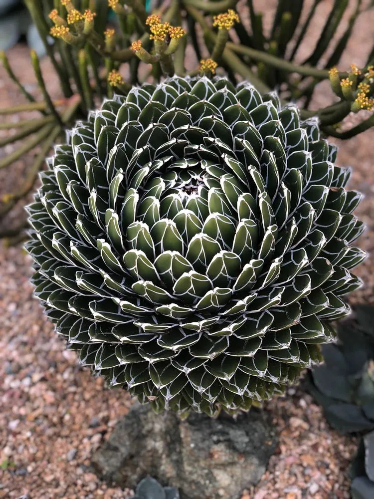 Expert landscape design experts serving Morro Bay, CA - Gardens by Gabriel