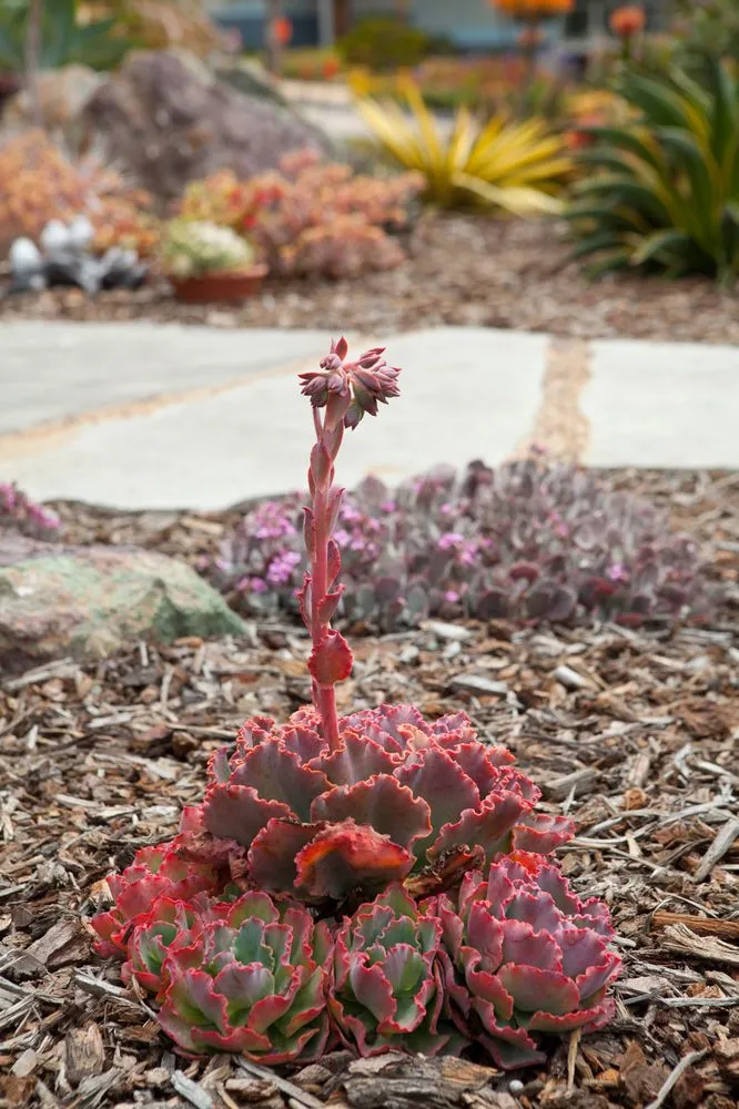 Reliable lawn care service in Morro Bay, CA - Gardens by Gabriel