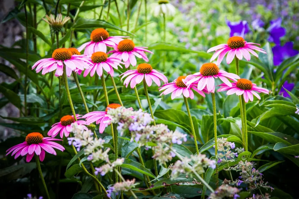 Expert landscape design in Southampton, NY - Gardens by Romi