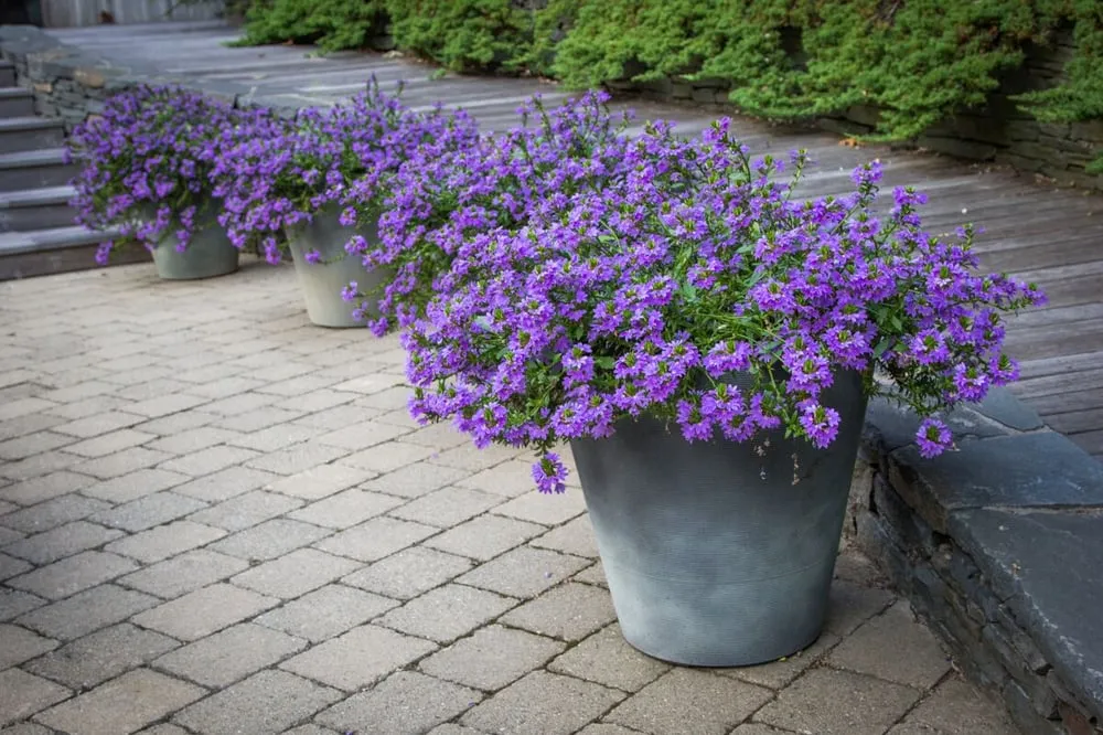 Professional yard maintenance with custom design in Southampton, NY by Gardens by Romi