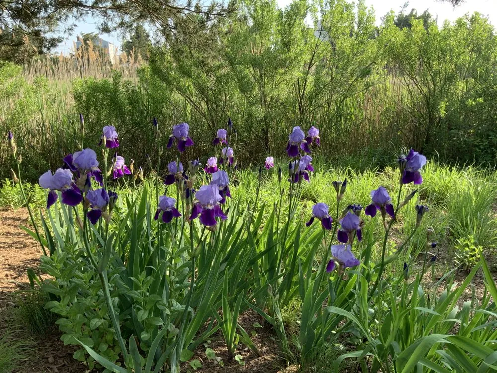 Expert yard cleanup service experts serving Southampton, NY - Gardens by Romi