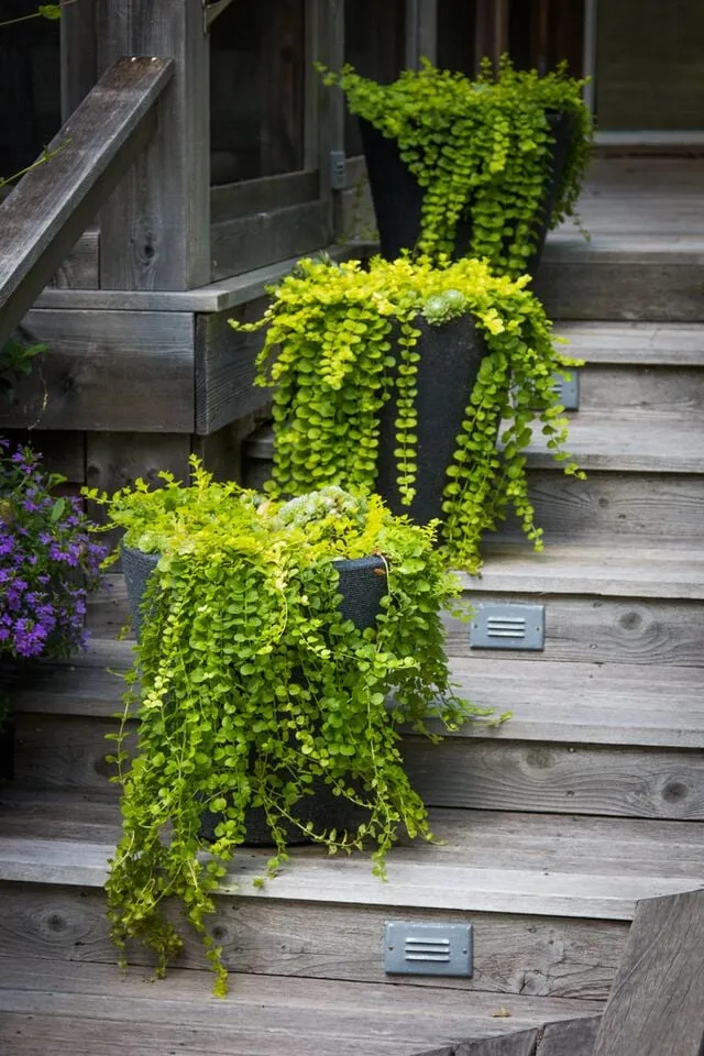 Local outdoor landscaping for year-round maintenance across Southampton, NY - Gardens by Romi