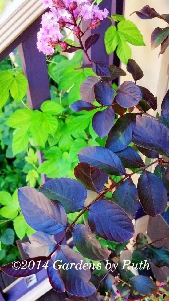 Local landscape installation in Somerville, MA - Gardens By Ruth