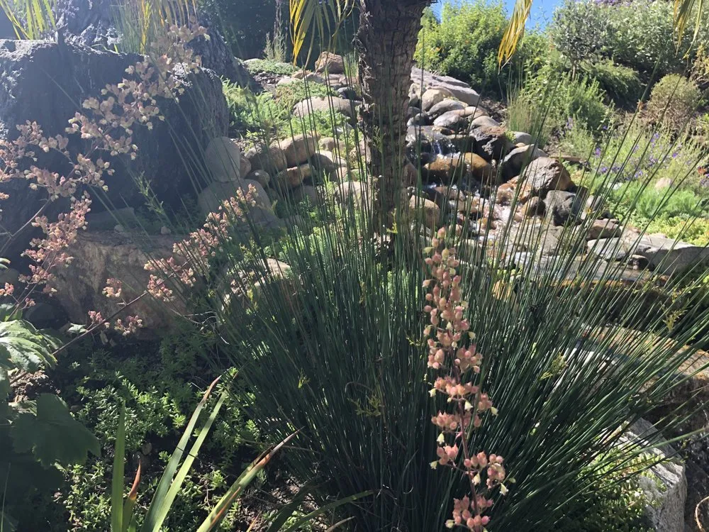 Professional garden landscaping in San Diego, CA by Gardens for the Future