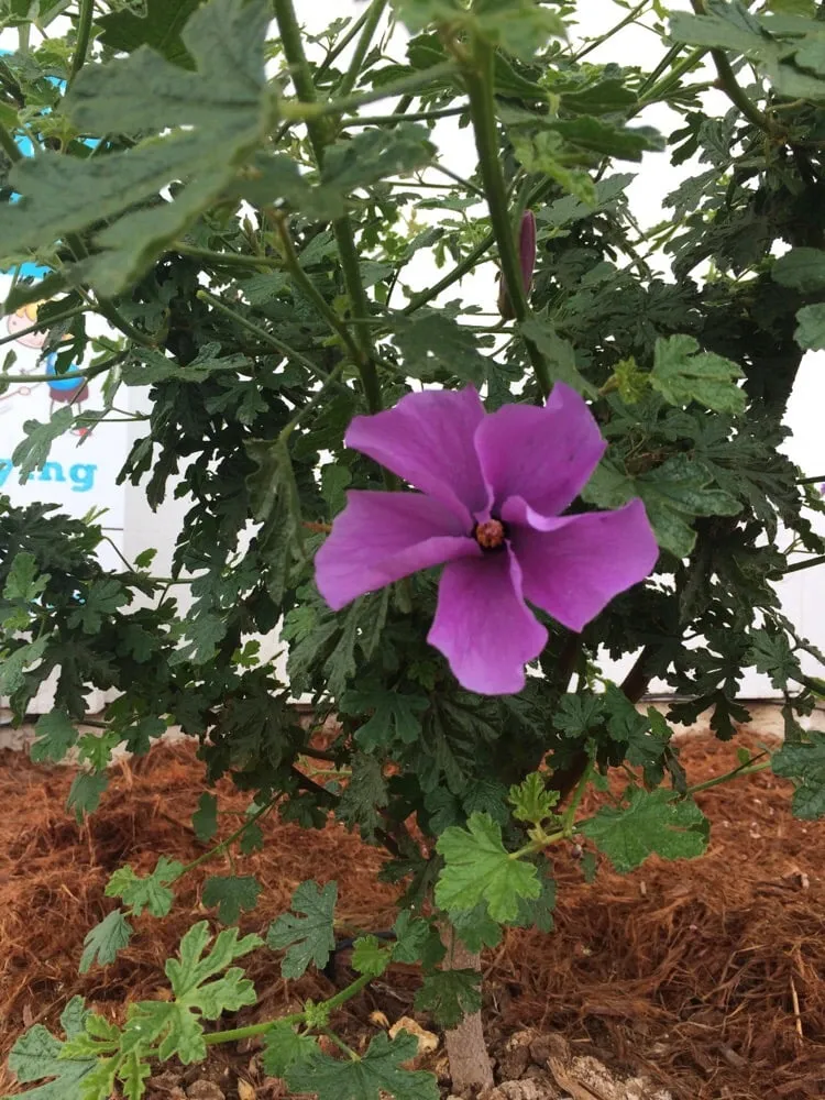 Custom yard maintenance for residential properties across San Diego, CA - Gardens for the Future