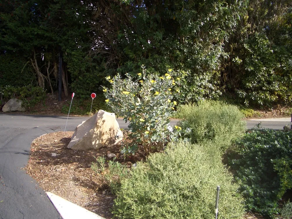 Affordable residential landscaping in San Diego, CA by Gardens for the Future