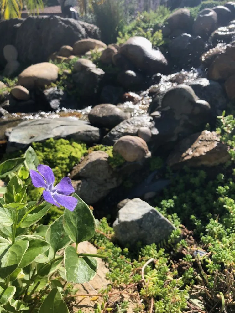 Affordable residential landscaping in San Diego, CA - Gardens for the Future