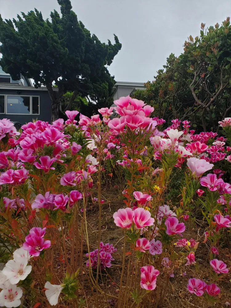 Top-rated landscape design in San Diego, CA by Gardens for the Future