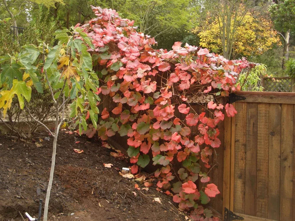Local landscape installation near you across San Diego, CA - Gardens for the Future