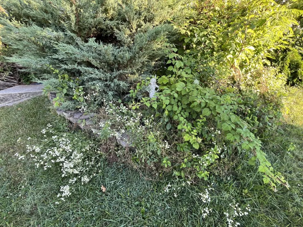 Trusted lawn care service in Shillington, PA by Gardens Gone Raised