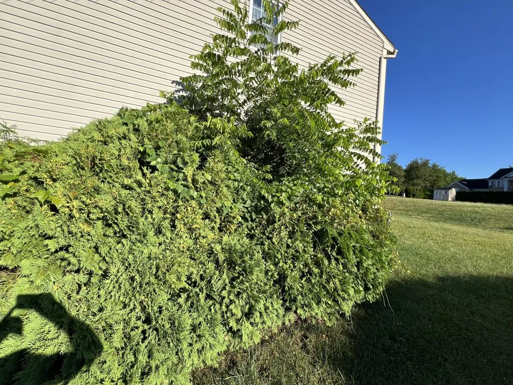 Custom landscape design in Shillington, PA - Gardens Gone Raised