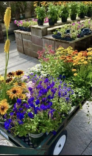 Professional residential landscaping experts serving Highlands Ranch, CO - Gardens In Bloom Landscaping