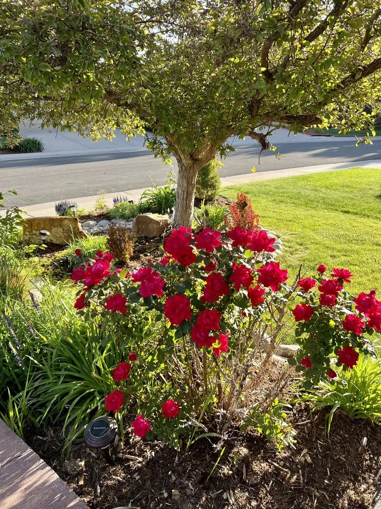Trusted lawn care service for outdoor upgrades across Highlands Ranch, CO - Gardens In Bloom Landscaping