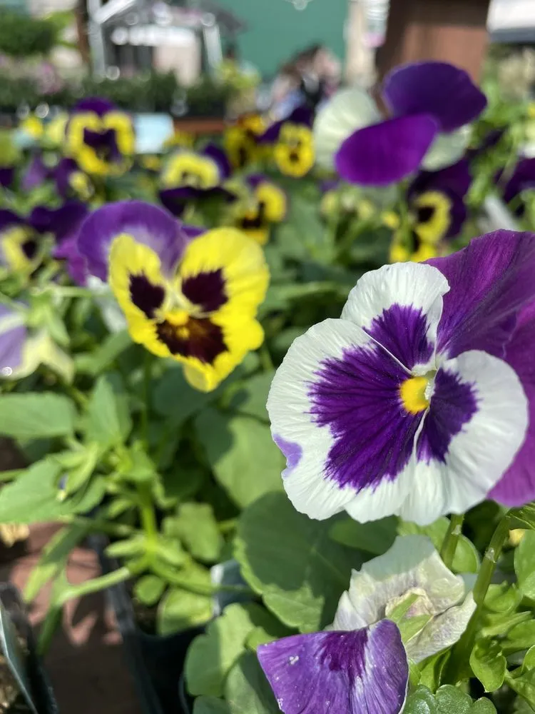 Professional garden landscaping with custom design in Nashville, TN by Gardens of Babylon Landscapes