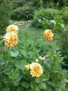 Affordable landscaping services experts serving Asheville, NC - Gardens of Eatin Landscaping