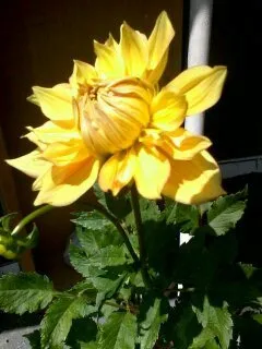 Expert lawn care service in Asheville, NC - Gardens of Eatin Landscaping