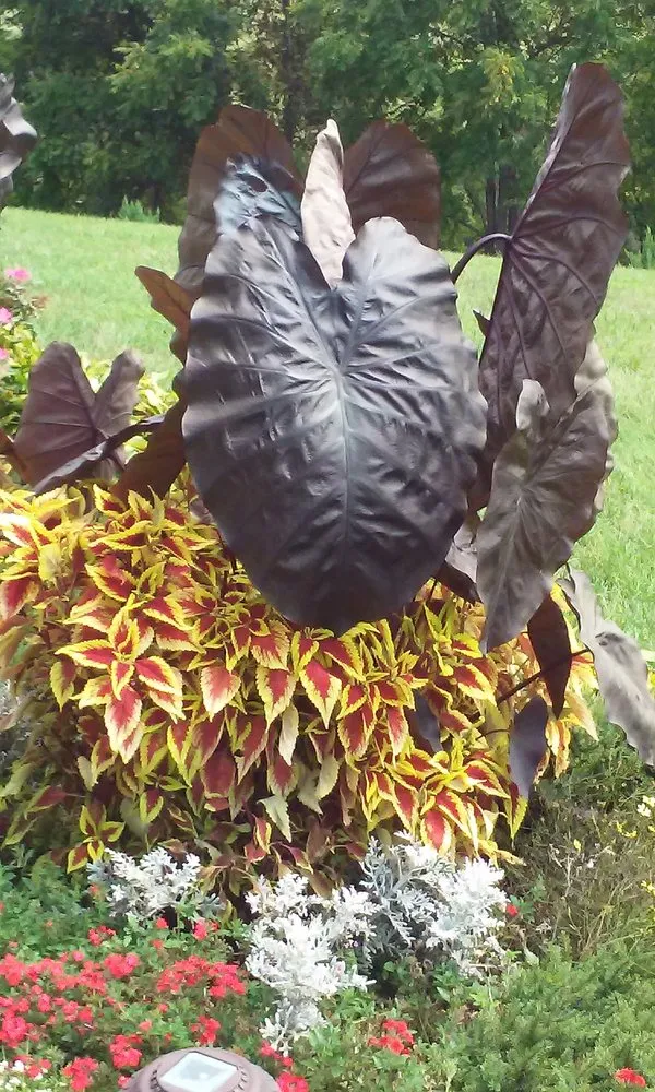 Reliable lawn care service experts serving Asheville, NC - Gardens of Eatin Landscaping