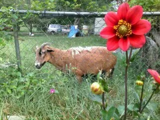 Reliable lawn mowing service for outdoor upgrades across Asheville, NC - Gardens of Eatin Landscaping