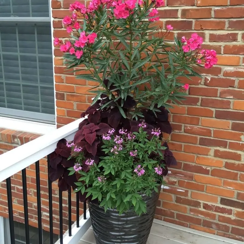 Reliable yard maintenance with custom design across Columbia, IL - Gardens of Grace