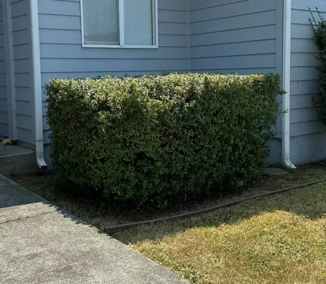 Custom garden landscaping in Fortuna, CA - Gardens Salgado