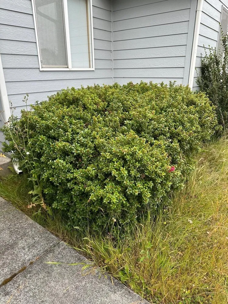 Local landscape design for beautiful yards in Fortuna, CA by Gardens Salgado