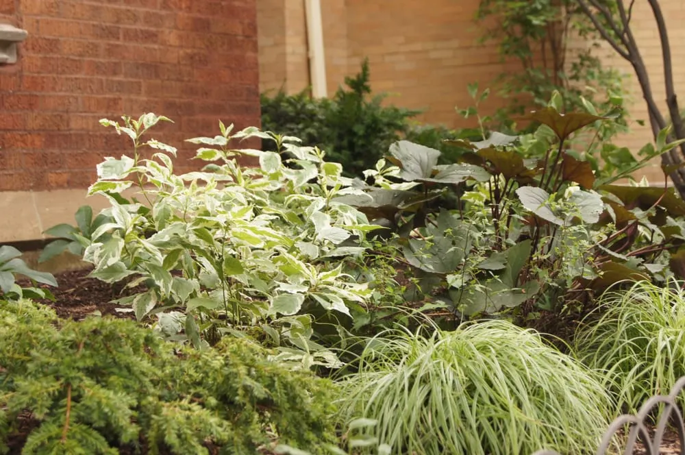 Local garden landscaping in Chicago, IL by Gardens That Grow