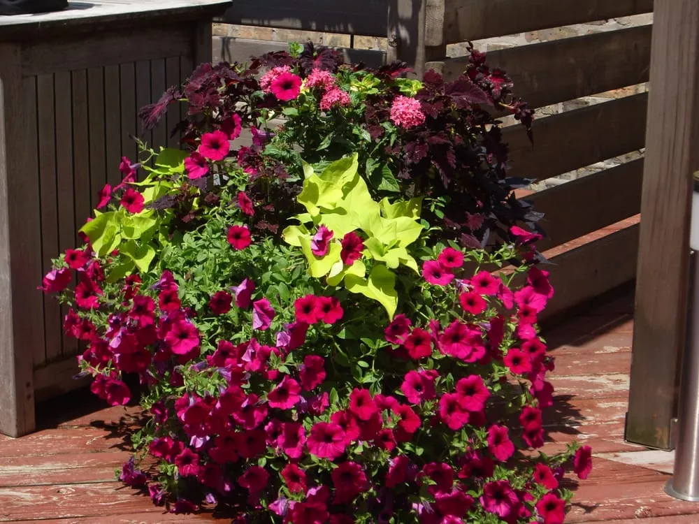 Trusted garden landscaping in Chicago, IL - Gardens That Grow