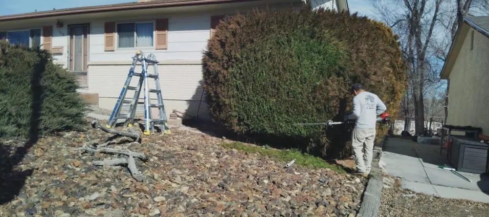 Trusted yard maintenance experts serving Colorado Springs, CO - Gardens Tree Service
