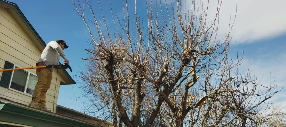 Professional landscape design in Colorado Springs, CO - Gardens Tree Service