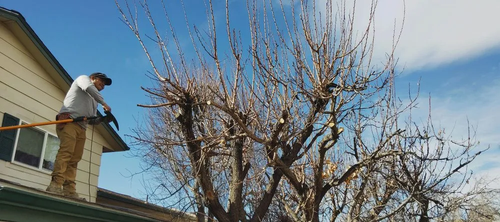 Custom lawn mowing service for residential properties across Colorado Springs, CO - Gardens Tree Service