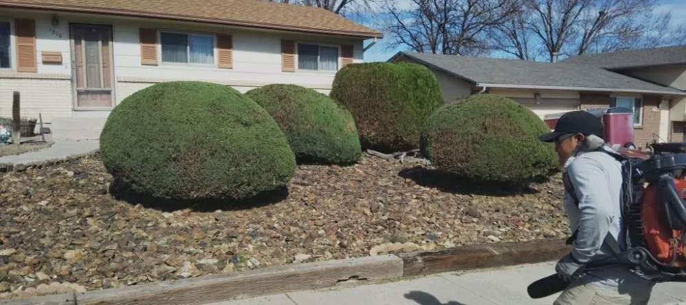 Affordable yard maintenance in Colorado Springs, CO by Gardens Tree Service