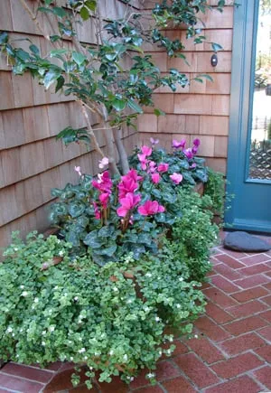 Top-rated yard maintenance in Petaluma, CA - GardenTender