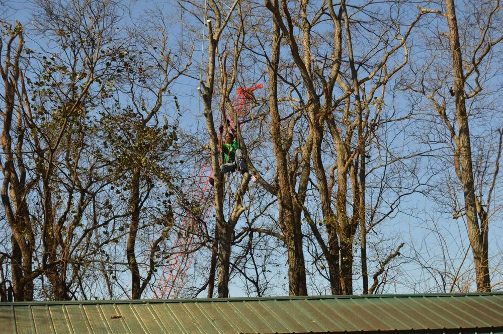 Professional yard cleanup service in Huntsville, AL - Gardner Tree Service