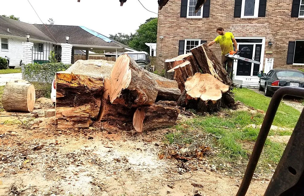 Trusted yard maintenance for year-round maintenance across Metairie, LA - Gardner Tree service