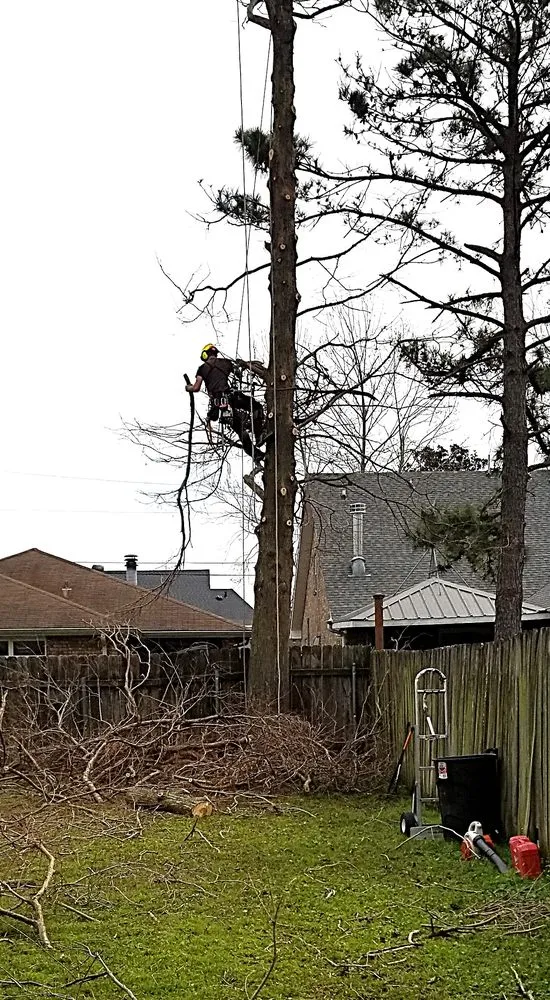 Professional residential landscaping in Metairie, LA by Gardner Tree service