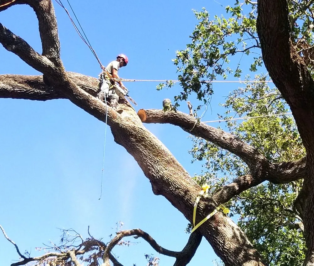 Top-rated residential landscaping in Metairie, LA - Gardner Tree service