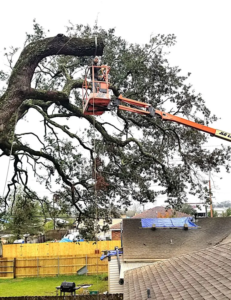 Expert yard cleanup service for homes across Metairie, LA - Gardner Tree service