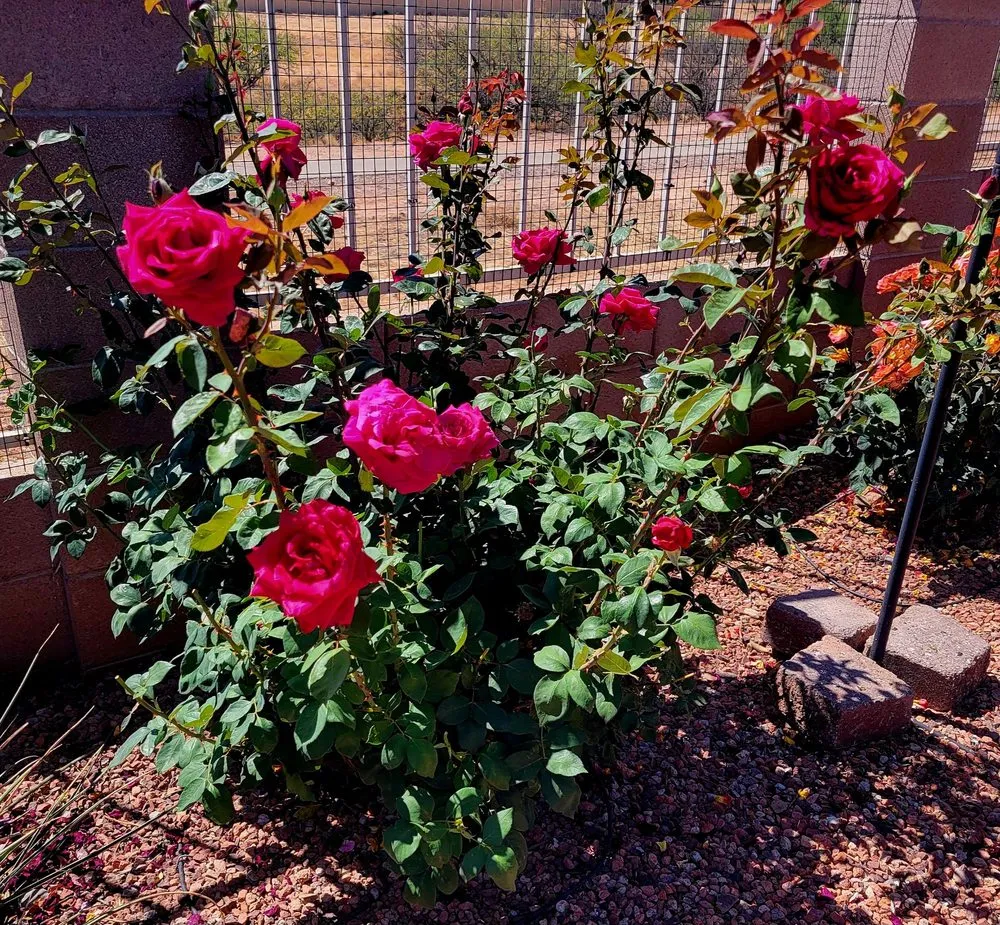 Trusted landscaping services in Sierra Vista, AZ by Garfield's Hunney-Dew
