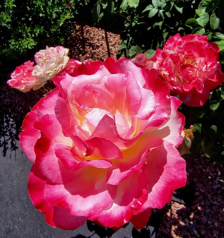 Top-rated residential landscaping experts serving Sierra Vista, AZ - Garfield's Hunney-Dew