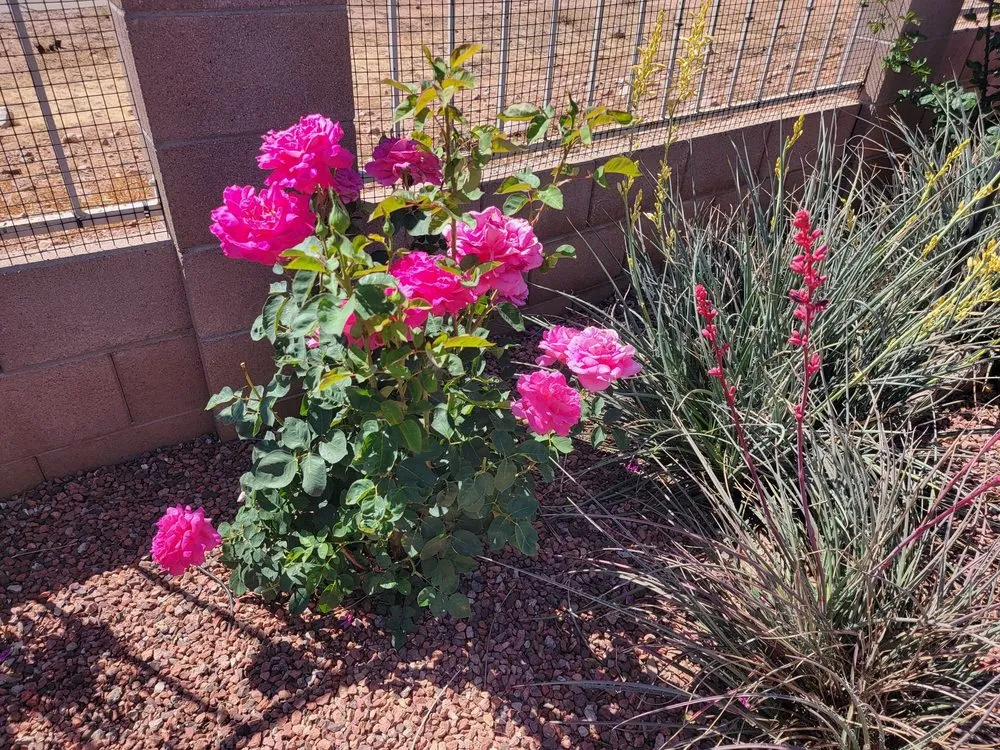 Local landscape installation in Sierra Vista, AZ by Garfield's Hunney-Dew