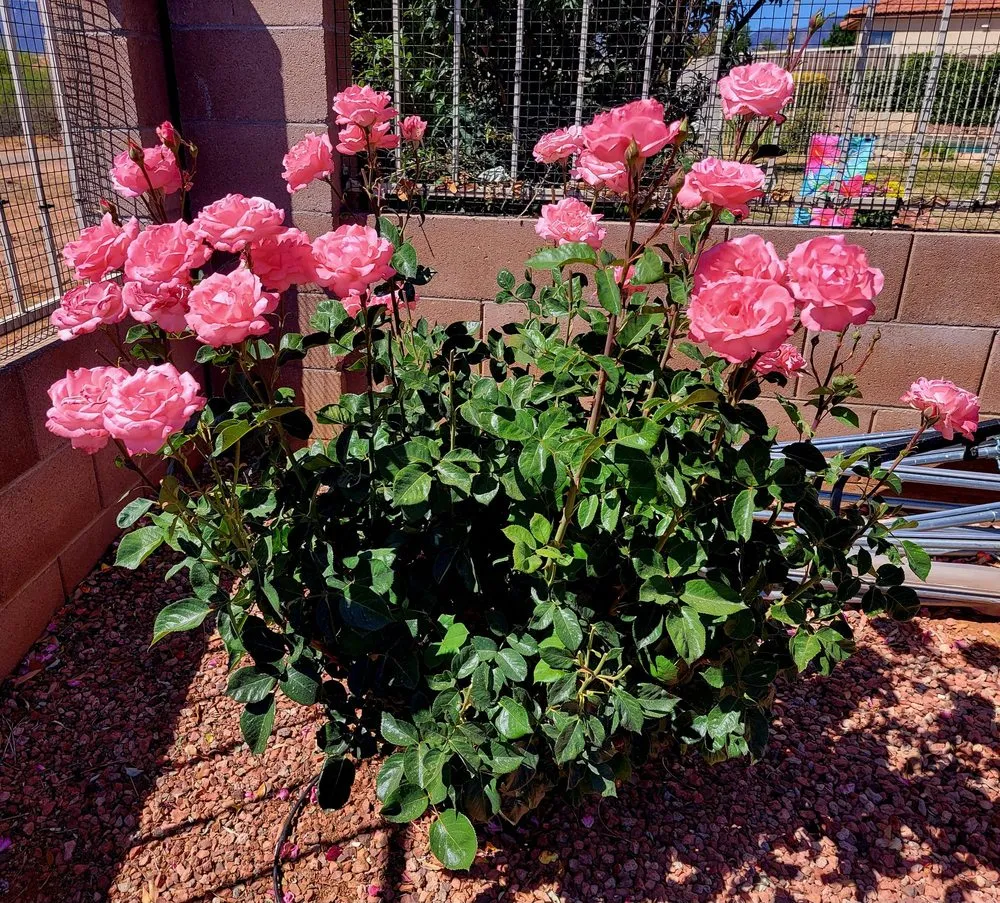 Affordable landscape design in Sierra Vista, AZ - Garfield's Hunney-Dew