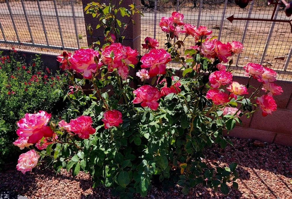 Trusted landscape installation for homes across Sierra Vista, AZ - Garfield's Hunney-Dew