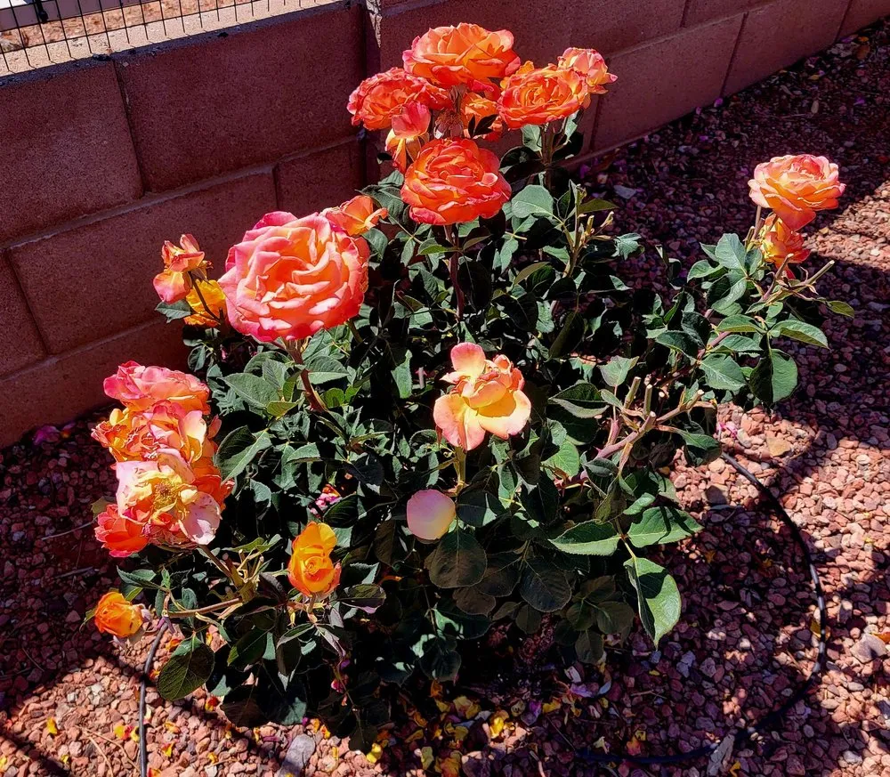 Reliable yard cleanup service in Sierra Vista, AZ - Garfield's Hunney-Dew