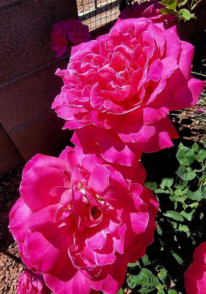 Trusted yard maintenance in Sierra Vista, AZ by Garfield's Hunney-Dew