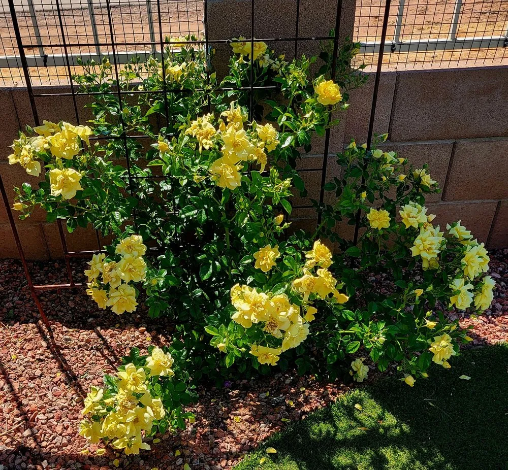 Trusted landscape installation for homes across Sierra Vista, AZ - Garfield's Hunney-Dew